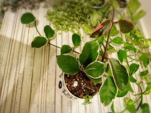 ハートカズラの育て方 植え付けや植え替え時期は 増やし方は Greensnap グリーンスナップ