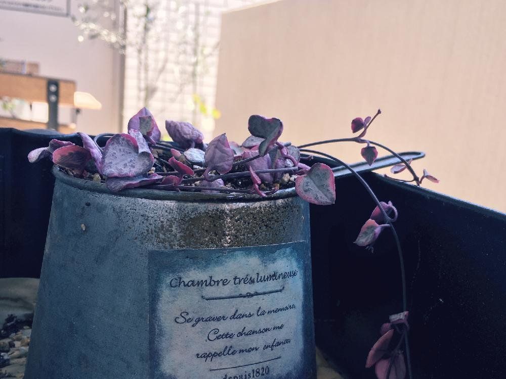 ハートカズラ　鉢植え