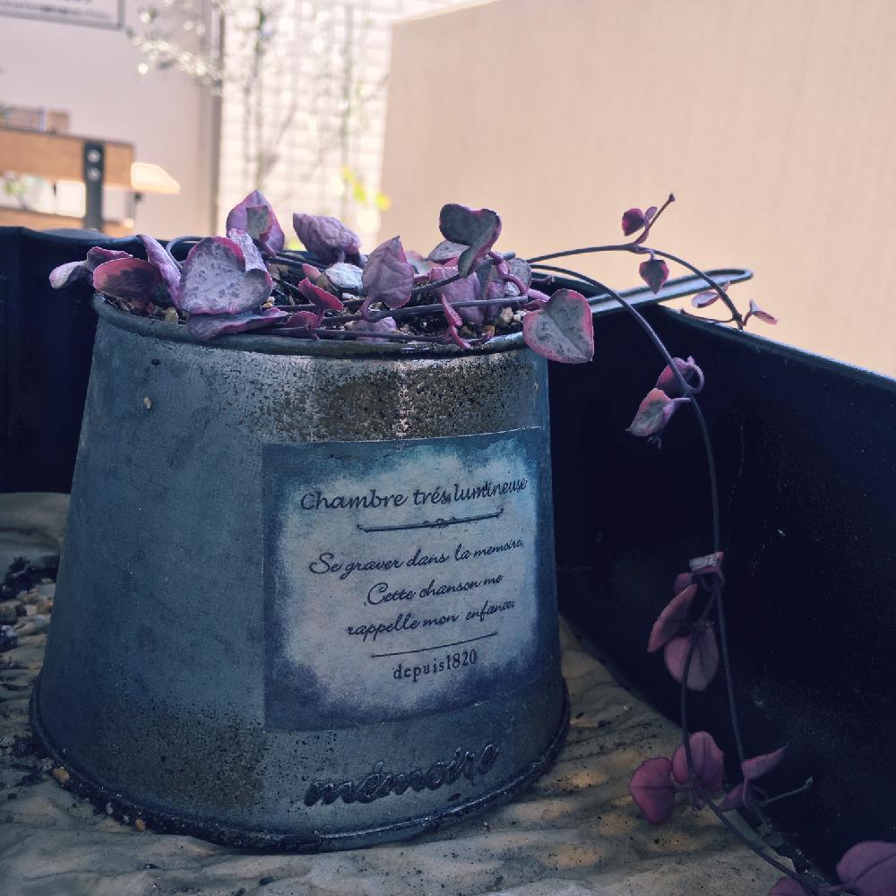 ハートカズラの育て方 植え付けや植え替え時期は 増やし方は Greensnap グリーンスナップ