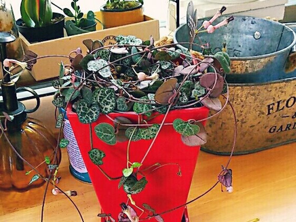 ハートカズラ　鉢植え