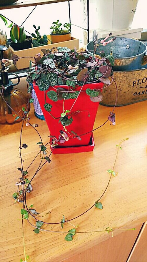 ハートカズラの育て方 植え付けや植え替え時期は 増やし方は Greensnap グリーンスナップ