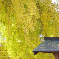 イチョウの育て方｜銀杏の収穫や利用方法は？育てる場所は？の画像