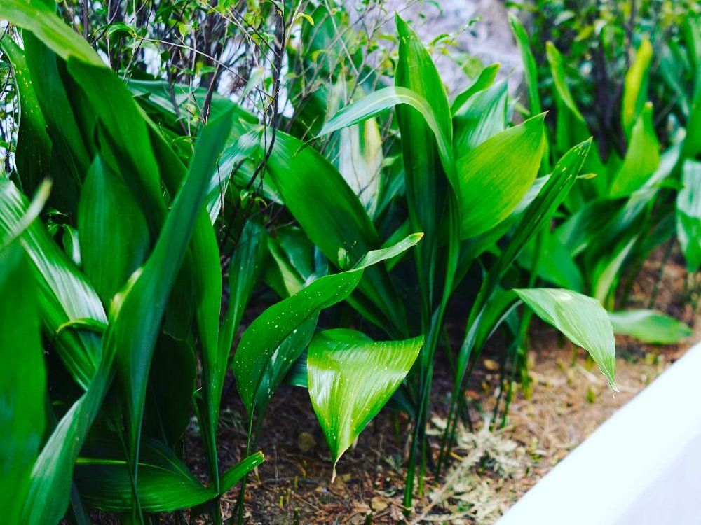 ハラン　花壇　葉