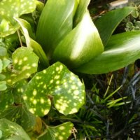 ハランの育て方｜植え付けや植え替えの時期は？の画像