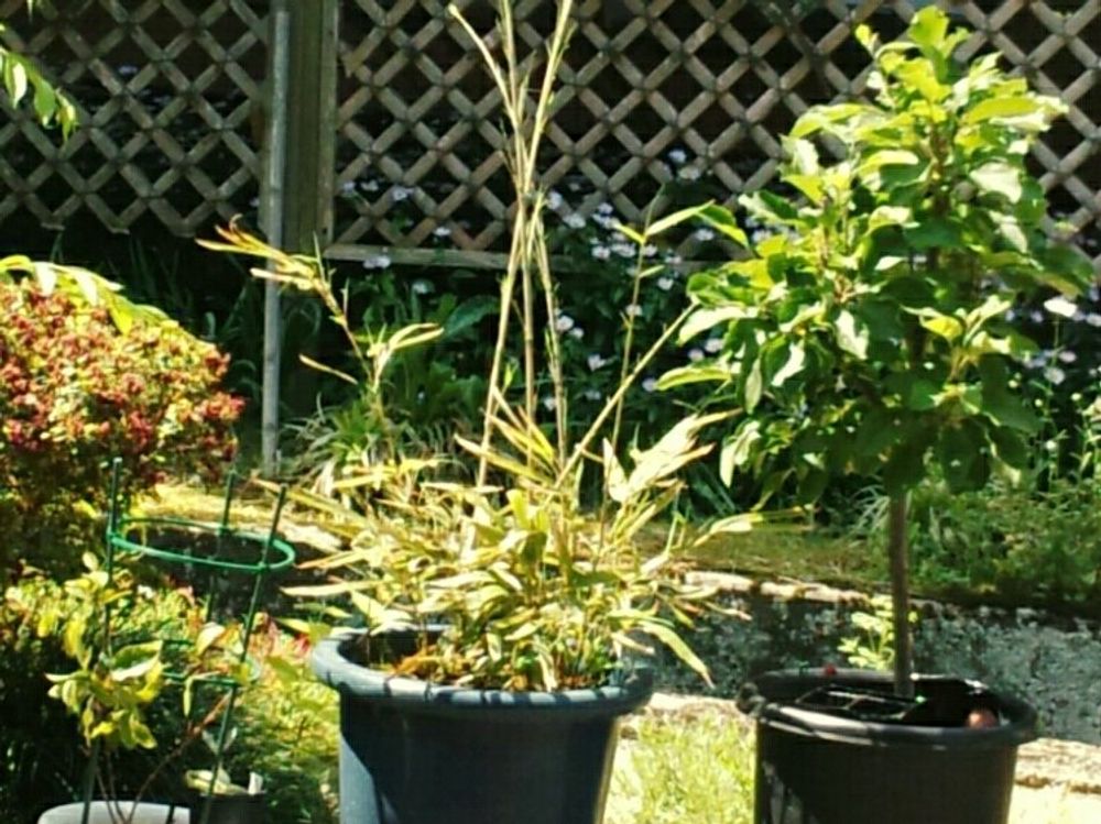 黒竹(クロチク)　庭　鉢植え