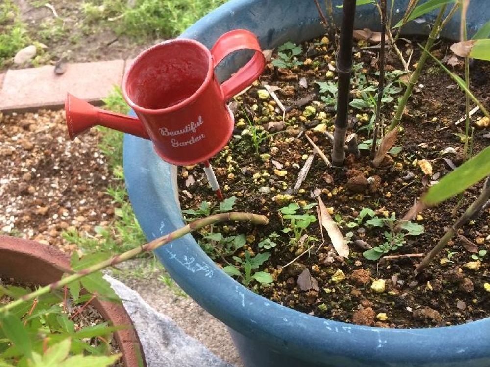 黒竹(クロチク)　鉢植え