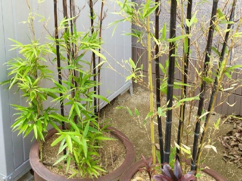 黒竹(クロチク)　鉢植え