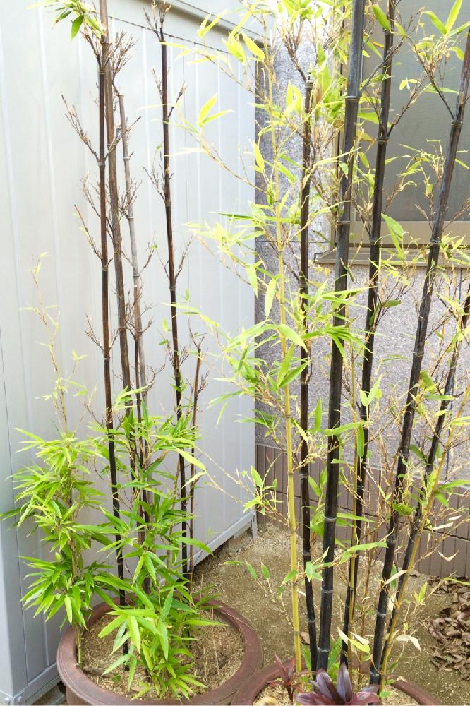 黒竹 クロチク の育て方 剪定時期や方法は 鉢植えでも育てられる Greensnap グリーンスナップ