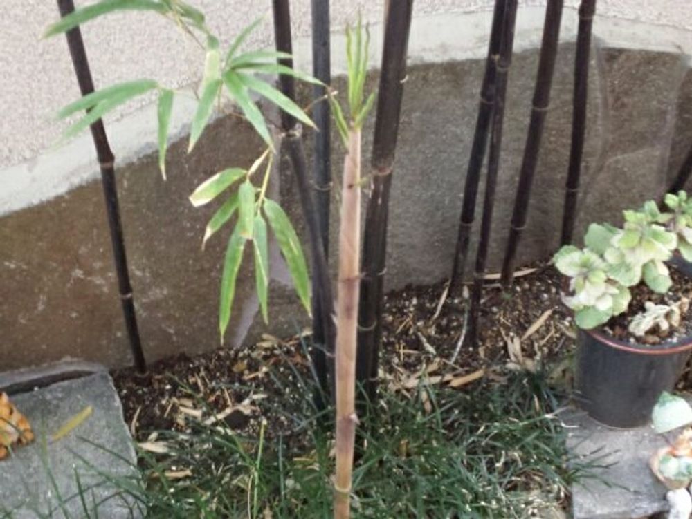 Photo by あきらさん