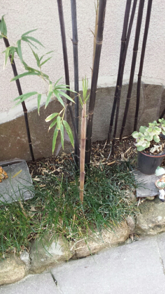 黒竹 クロチク の育て方 剪定時期や方法は 鉢植えでも育てられる Greensnap グリーンスナップ