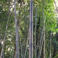 黒竹(クロチク)の育て方｜剪定時期や方法は？鉢植えでも育てられる？の画像