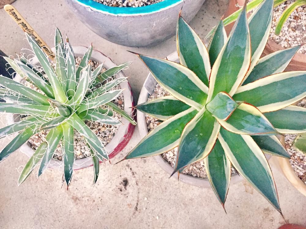 アカベ　鉢植え