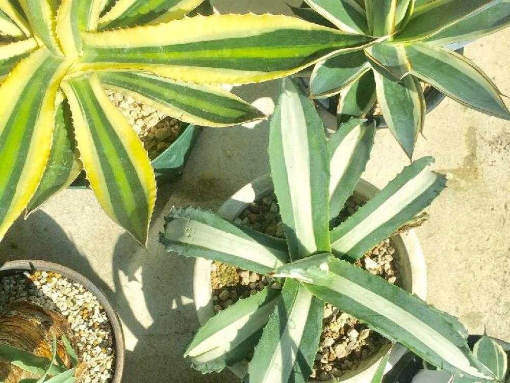 アカベ　鉢植え　葉　日向