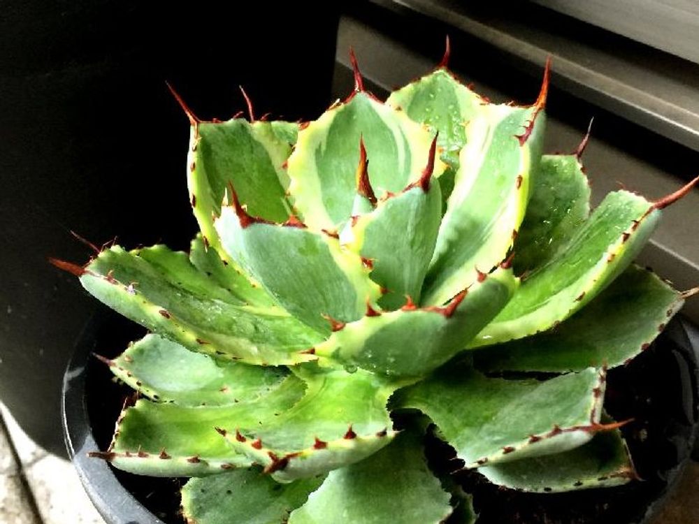 アカベ　鉢植え　水滴