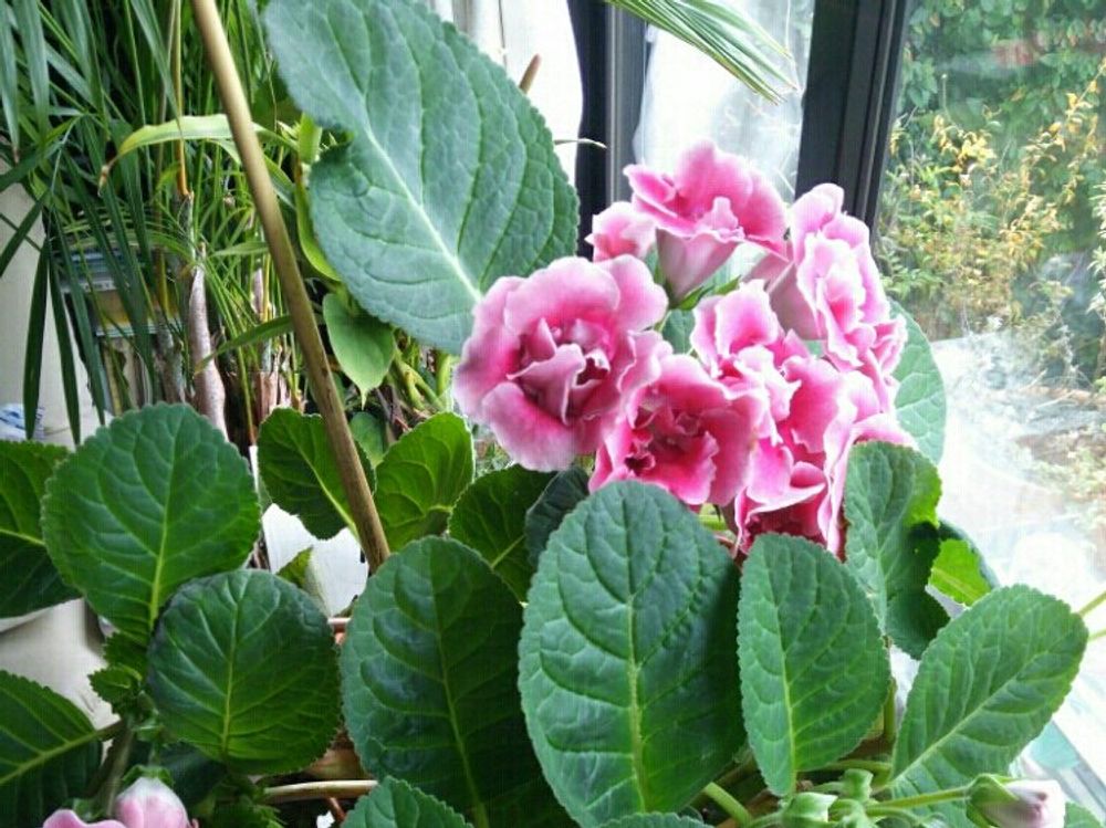 グロキシニア　ピンク色の花