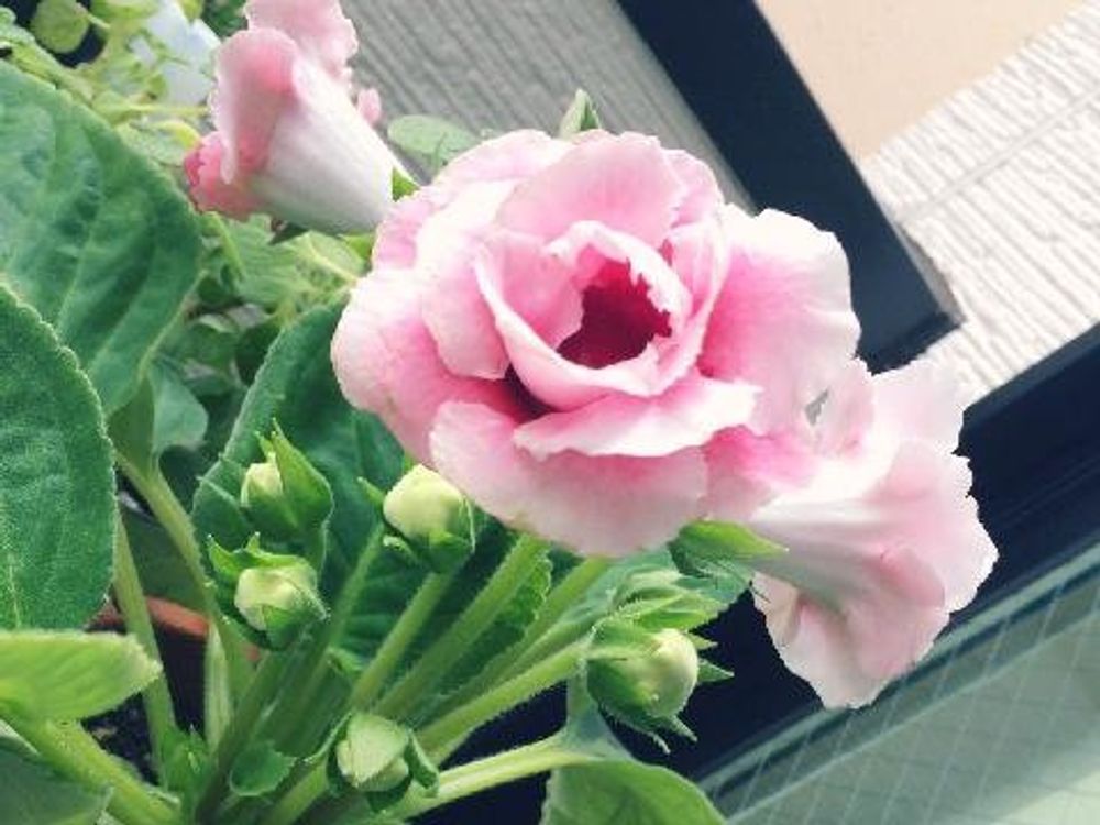 グロキシニア　ピンク色の花