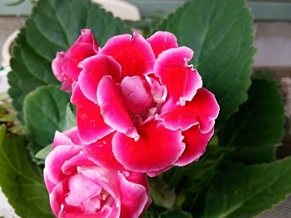 グロキシニア　赤い花　鉢植え