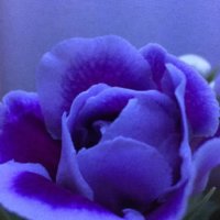 グロキシニアの育て方｜植え付け時期や栽培場所とは？の画像