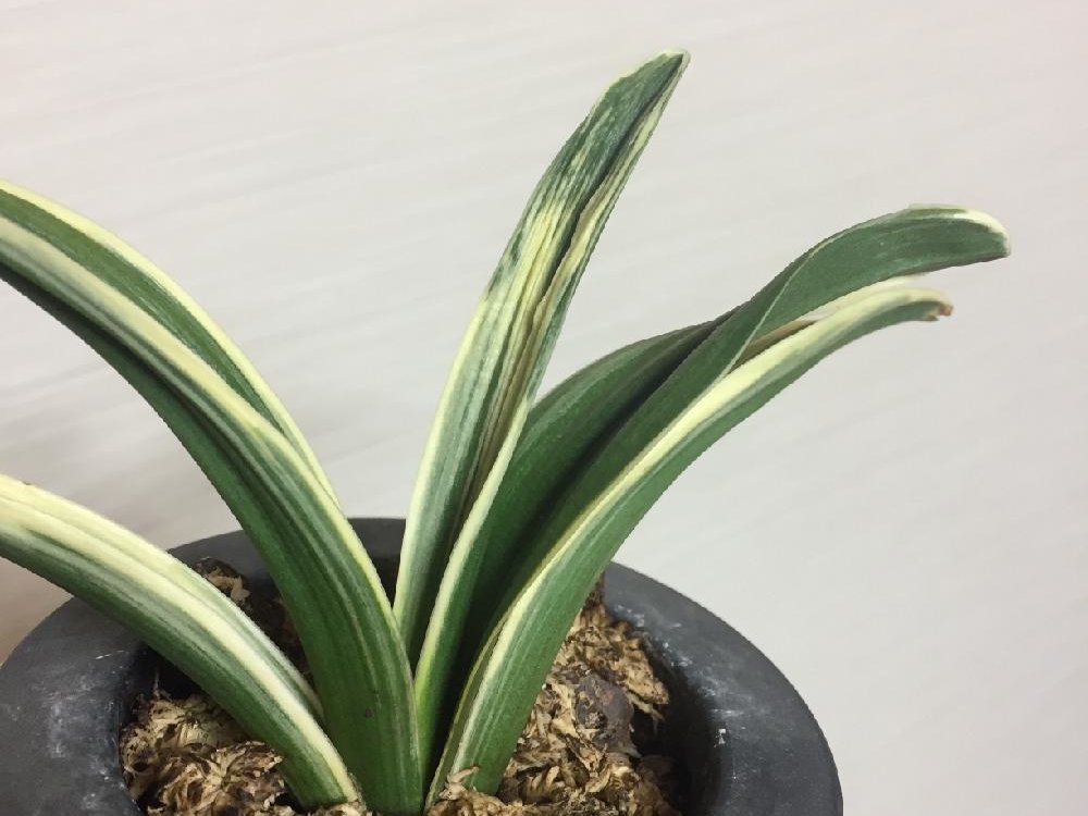 万年青(オモト)　鉢植え　