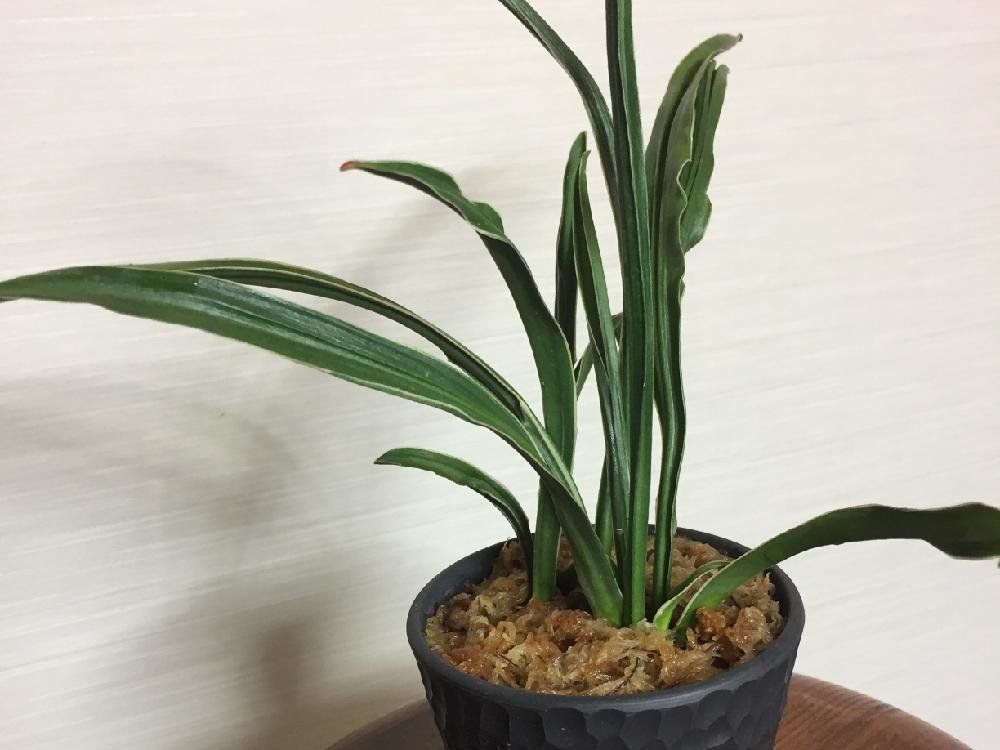 万年青(オモト) 鉢植え