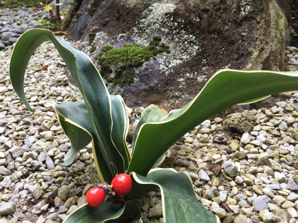 万年青(オモト)　地植え　赤い実