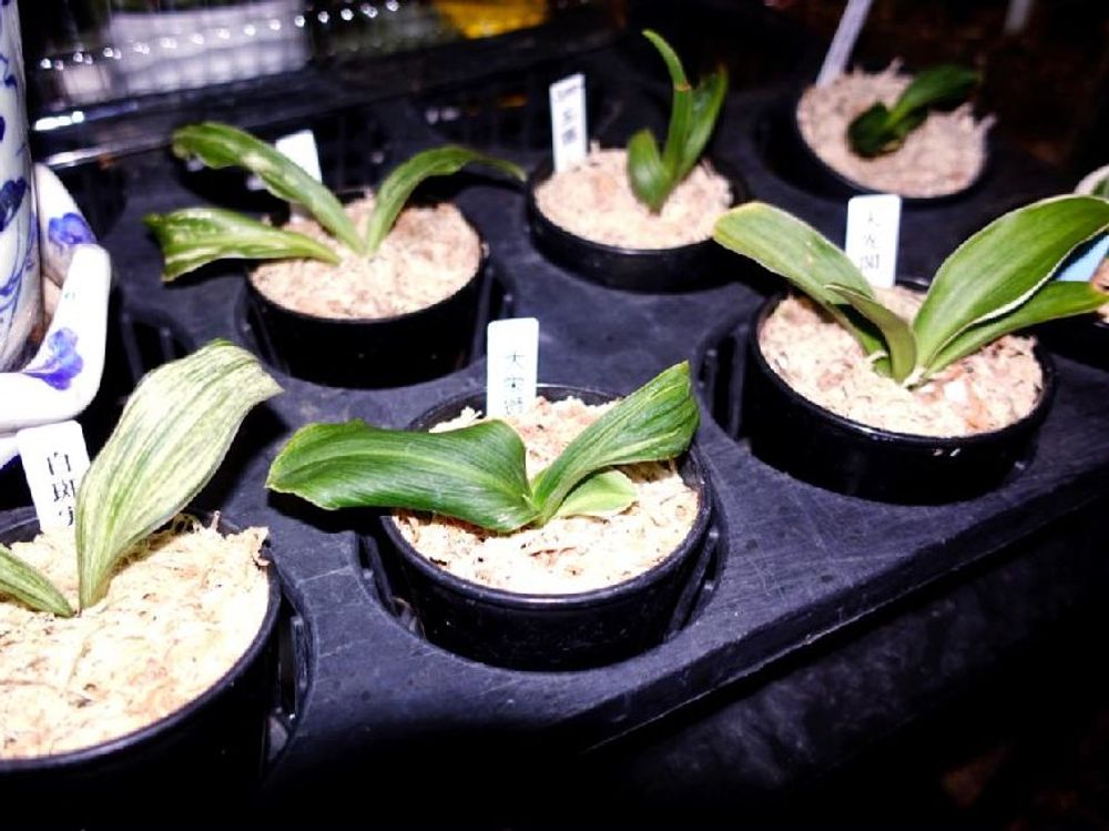 万年青(オモト)　株