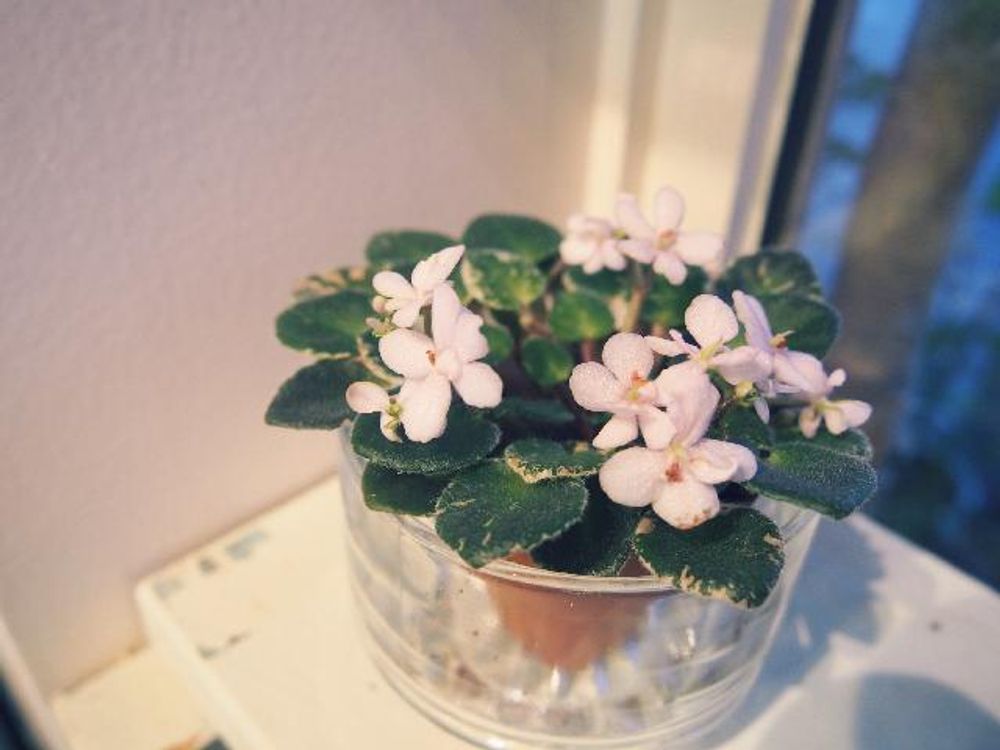 セントポーリア　ガラス　白い花