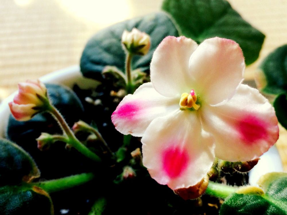 セントポーリア　白い花