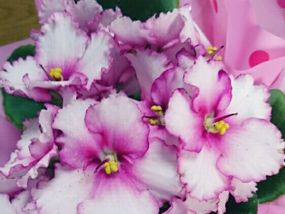 セントポーリア　ピンク色の花