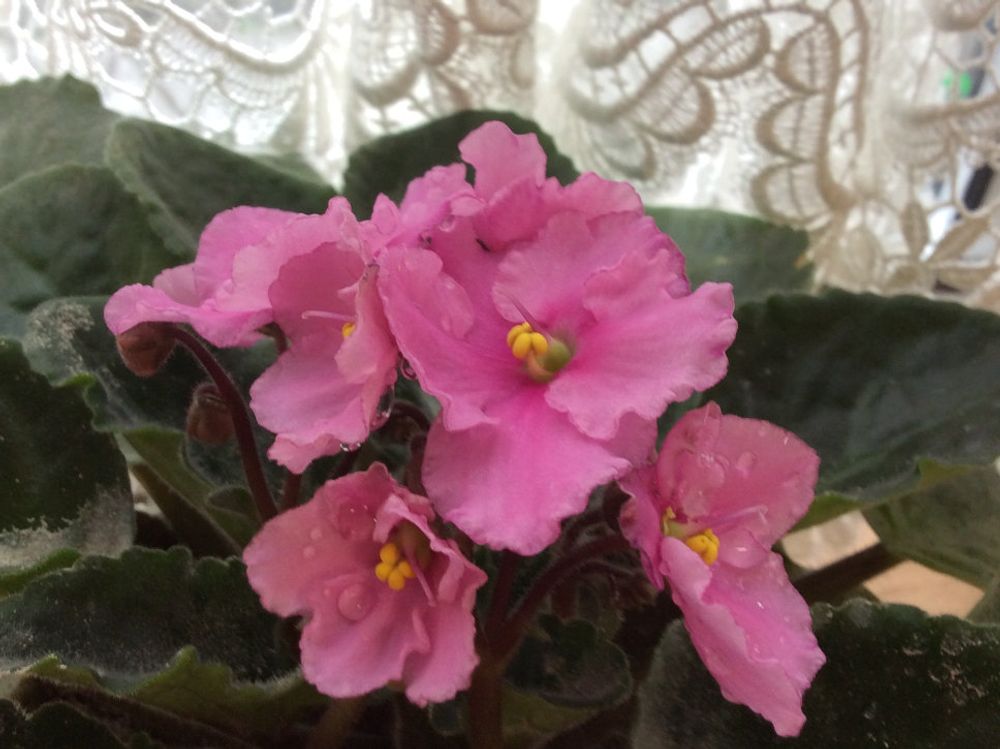 セントポーリア　ピンク色の花