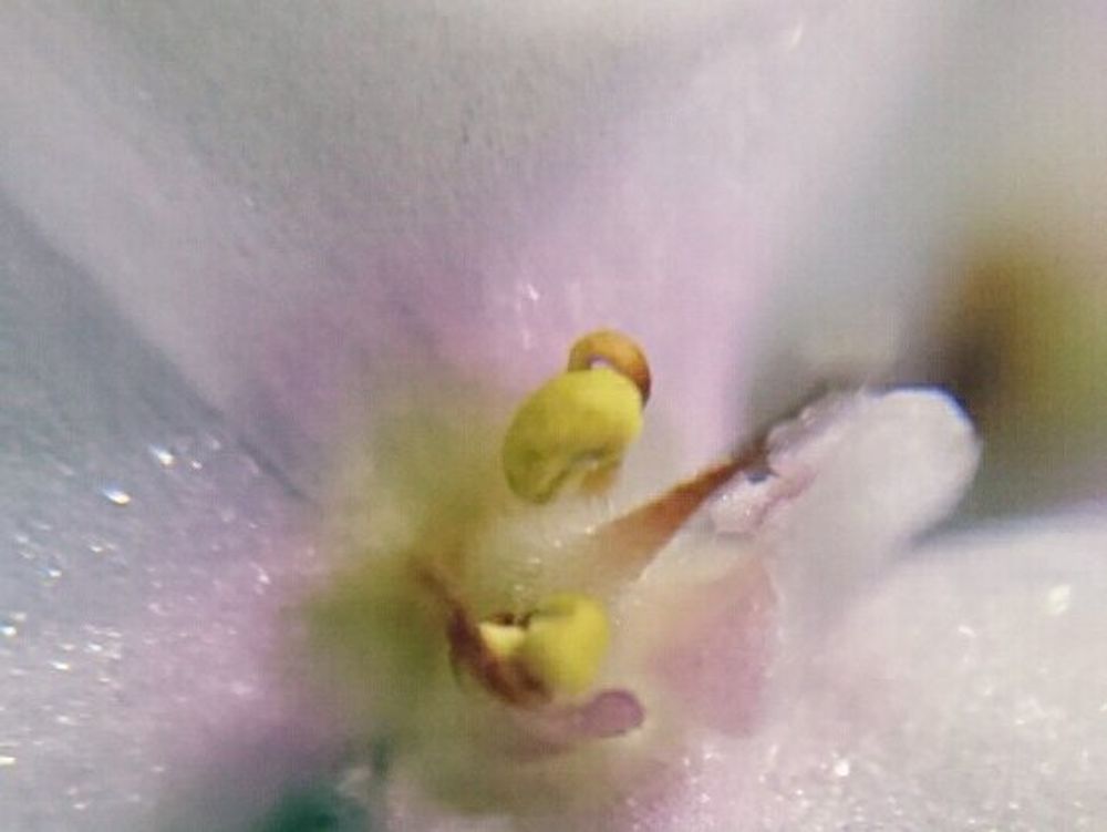 セントポーリア　花