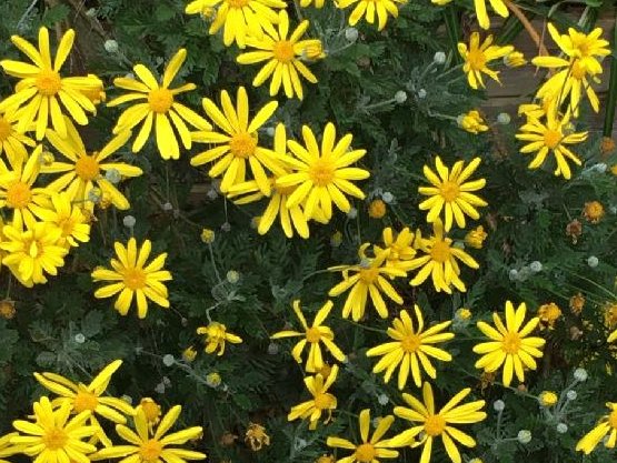 ユリオプスデージー　黄色い花