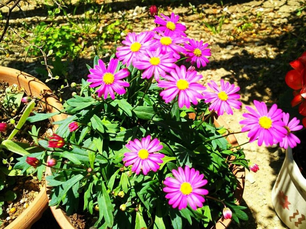 ブラキカム　鉢植え　ピンク色の花
