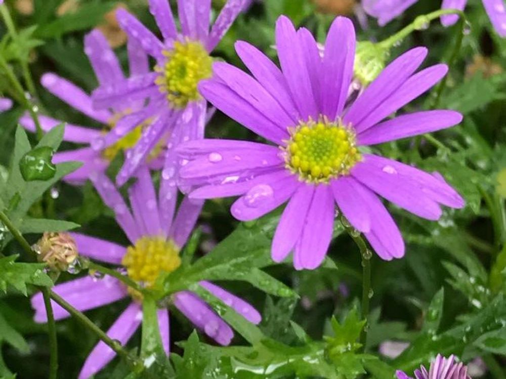 ブラキカム　紫色の花　水滴