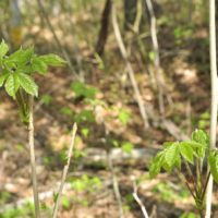 コシアブラの育て方｜植えてはいけない？挿し木時期や栽培のコツを紹介の画像