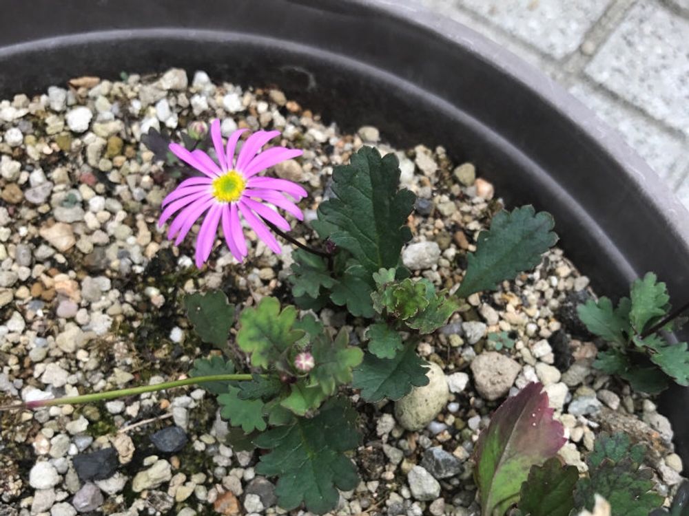 ブラキカム　ピンク色の花　鉢植え