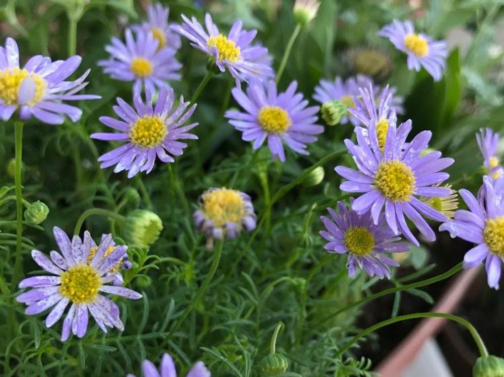 ブラキカム　紫色の花