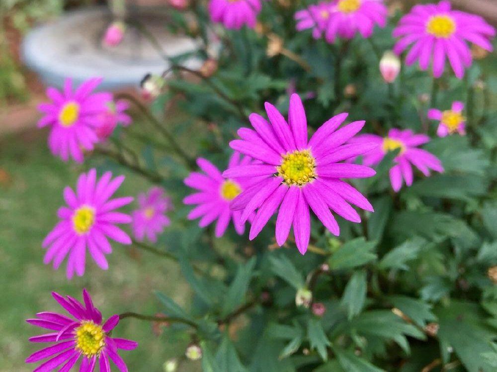 ブラキカム　ピンク色の花