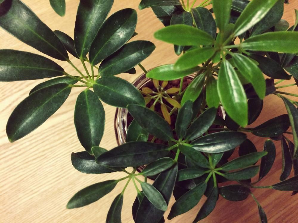 シェフレラ(カポック)　鉢植え　葉