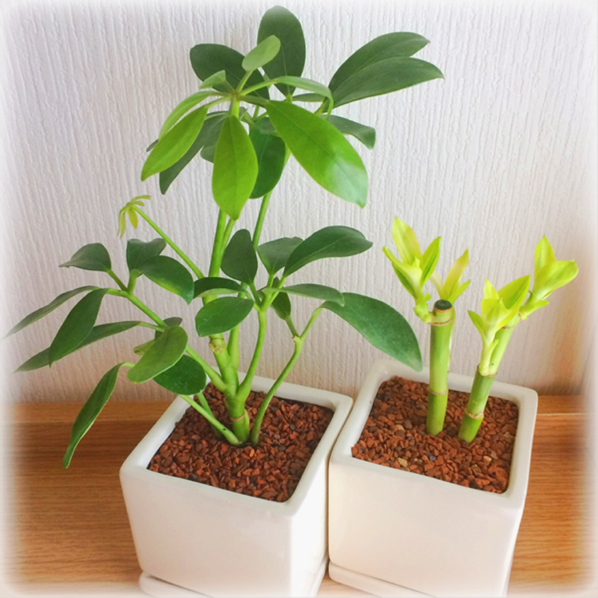 シェフレラ カポック の育て方 植え替えや挿し木の方法は 水栽培もできる Greensnap グリーンスナップ