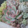 花うららの育て方の育て方｜日当たりや水やりの加減は？の画像