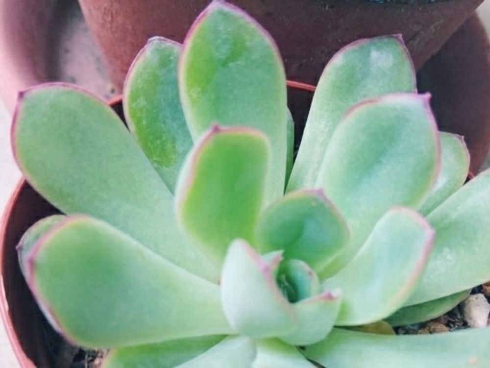 花うらら　鉢植え　