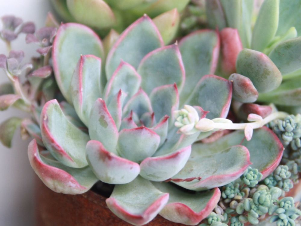 花うらら　寄植え