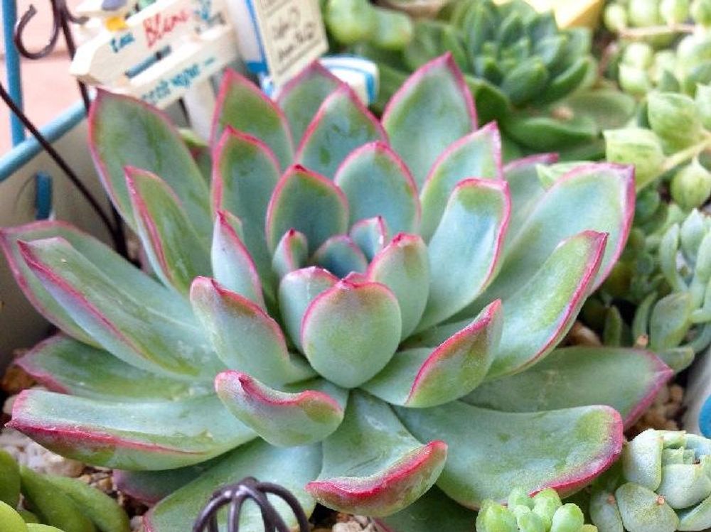 花うらら　鉢植え