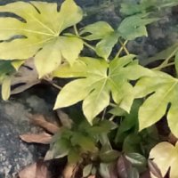 ヤツデの育て方｜挿し木や種まきのコツは？虫はつかない？の画像