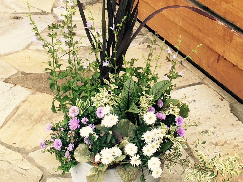 アスター　鉢植え　寄植え