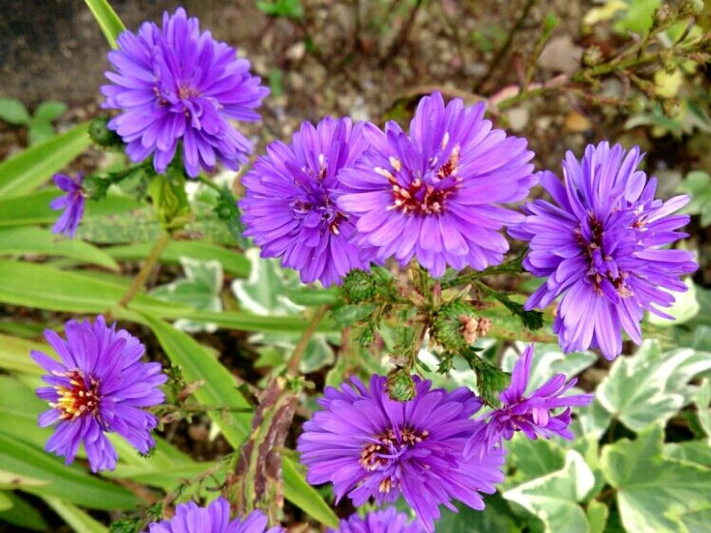 アスター　紫色の花