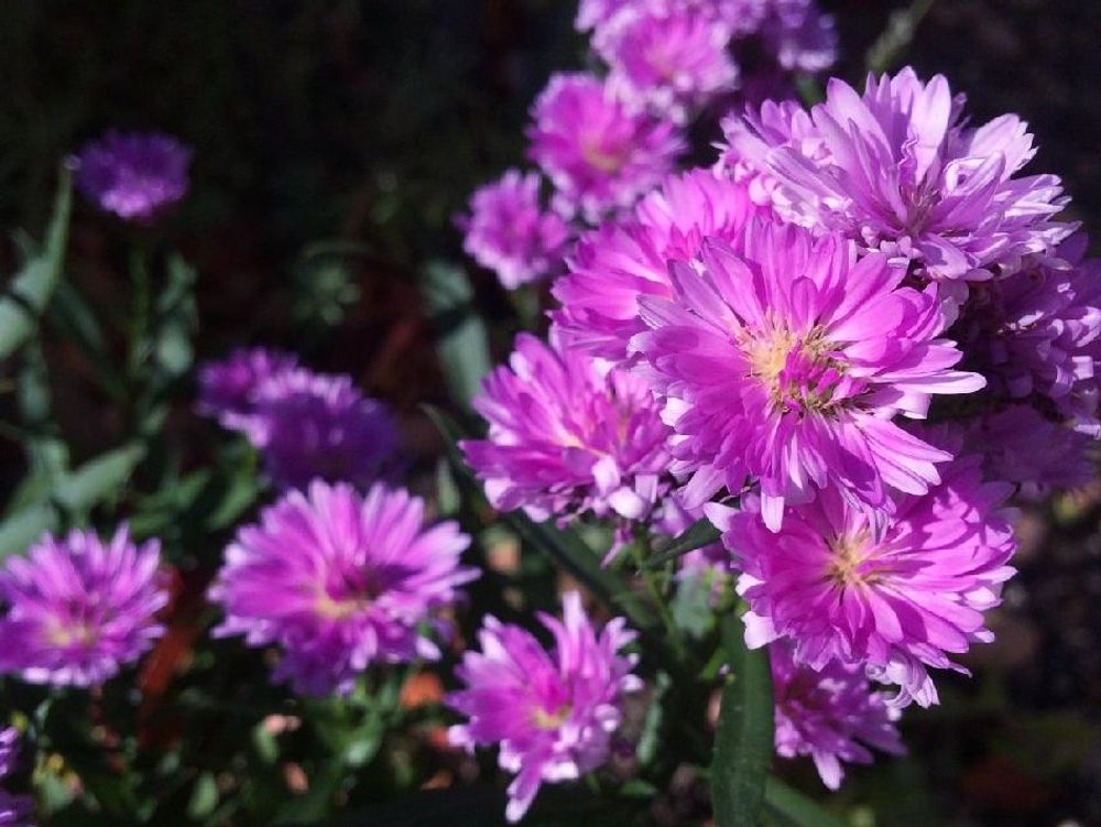 アスター　ピンク色の花