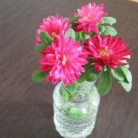 アスターの育て方｜ 種まき時期や発芽の適温とは？の画像