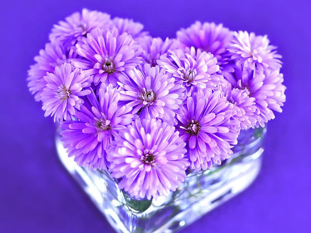 アスター　紫色の花　ガラス容器